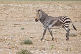 Mountain Zebra - Equus zebra