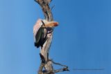 Yellow-billed Stork - Mycteria ibis