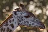 Red-billed Oxpecker - Buphagus erythrorhynchus