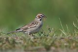 Lark Sparrow - Chondestes grammacus