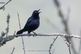 Carib Grackle - Quiscalus lugubris