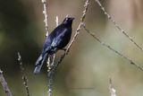 Carib Grackle - Quiscalus lugubris