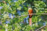 Rufuous-tailed Jacamar - Galbula ruficauda
