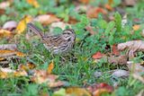 Song Sparrow - Melospiza melodia