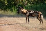 African Wild Dog - Lycaon pictus