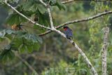 Red-ruffed Fruitcrow - Pyroderus scutatus