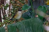 White-necked Thrush - Turdus albicollis