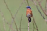 Eastern Bluebird - Sialia sialis