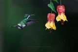 Green Thorntail - Discosura conversii