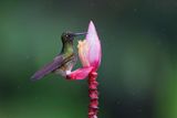 Greenish Puffleg - Haplophaedia aureliae