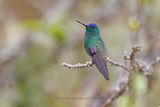 Indigo-capped Hummingbird - Saucerottia cyanifrons