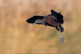 Glossy Ibis - Plegadis falcinellus