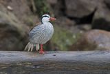Torrent duck - Merganetta armata