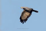 African Harrier Hawk - Polyboroides typus