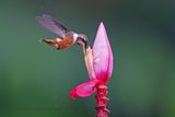 Purple-throated Woodstar - Philodice mitchellii