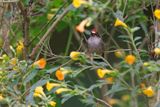 Tolima Blossom Crown - Anthocephala berlepschi
