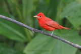 Summer Tanager - Piranga rubra
