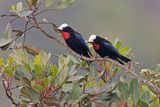 White-capped Tanager - Sericossypha albocristata