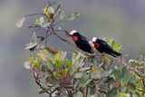 White-capped Tanager - Sericossypha albocristata