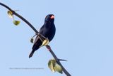 Village Indigobird - Vidua chalybeata