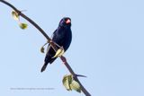Village Indigobird - Vidua chalybeata