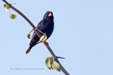 Village Indigobird - Vidua chalybeata
