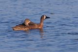 Blue-winged Teal - Anas discors
