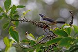 Black-winged Saltator - Saltator atripennis