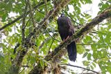 Cauca Guan - Penelope perspicax
