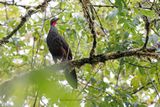 Cauca Guan - Penelope perspicax
