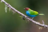 Bay-headed Tanager - Tangara gyrola