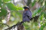 Red-ruffed Fruitcrow - Pyroderus scutatus