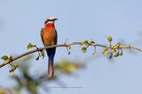 White-fronted Bee-eater - Merops bullockoides