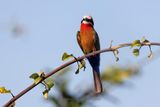 White-fronted Bee-eater - Merops bullockoides