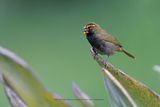 Yellow-faced Grassquit - Tiaris olivaceus