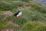 Atlantic puffin - Fratercula arctica