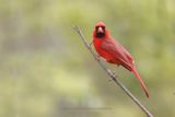 Northern Cardinal - Cardinalis cardinalis