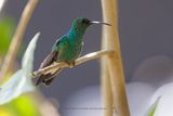 White-vented Plumeleteer  - Chalybura buffonii