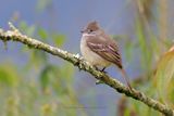 Yellow-bellied Elaenia - Elaenia flavogaster