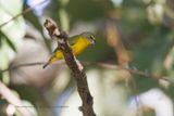 Velvet-fronted Euphonia - Euphonia concinna
