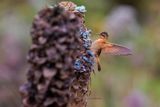 Shining Sunbeam - Aglaeactis cupripennis