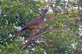 Colombian Chachalaca - Ortalis columbiana