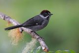 Slaty Brushfinch - Atlapetes schistaceus