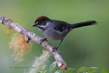 Slaty Brushfinch - Atlapetes schistaceus