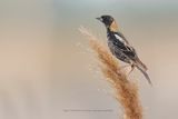 Bobolink - Dolichonyx oryzivorus