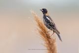 Bobolink - Dolichonyx oryzivorus
