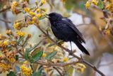Black Flowerpiercer - Diglossa humeralis