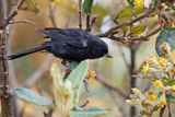 Black Flowerpiercer - Diglossa humeralis