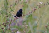Blue-black Grassquit - Volatinia jacarina