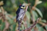 Acorn Woodpecker - Melanerpes formicivorus